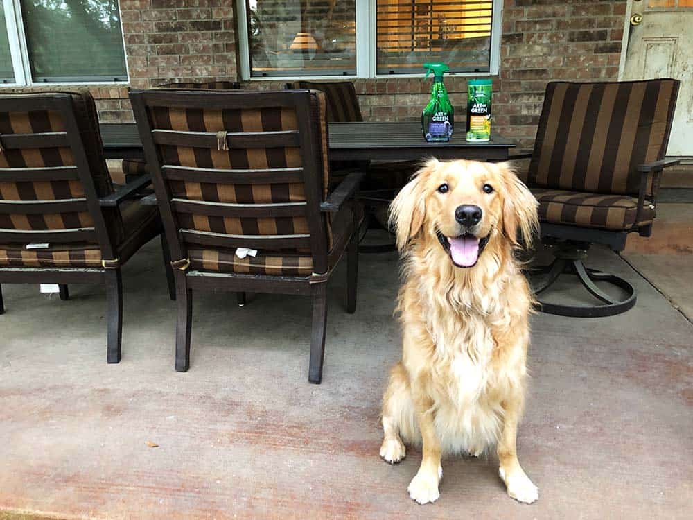 art of green cleaning products safe to use around pets