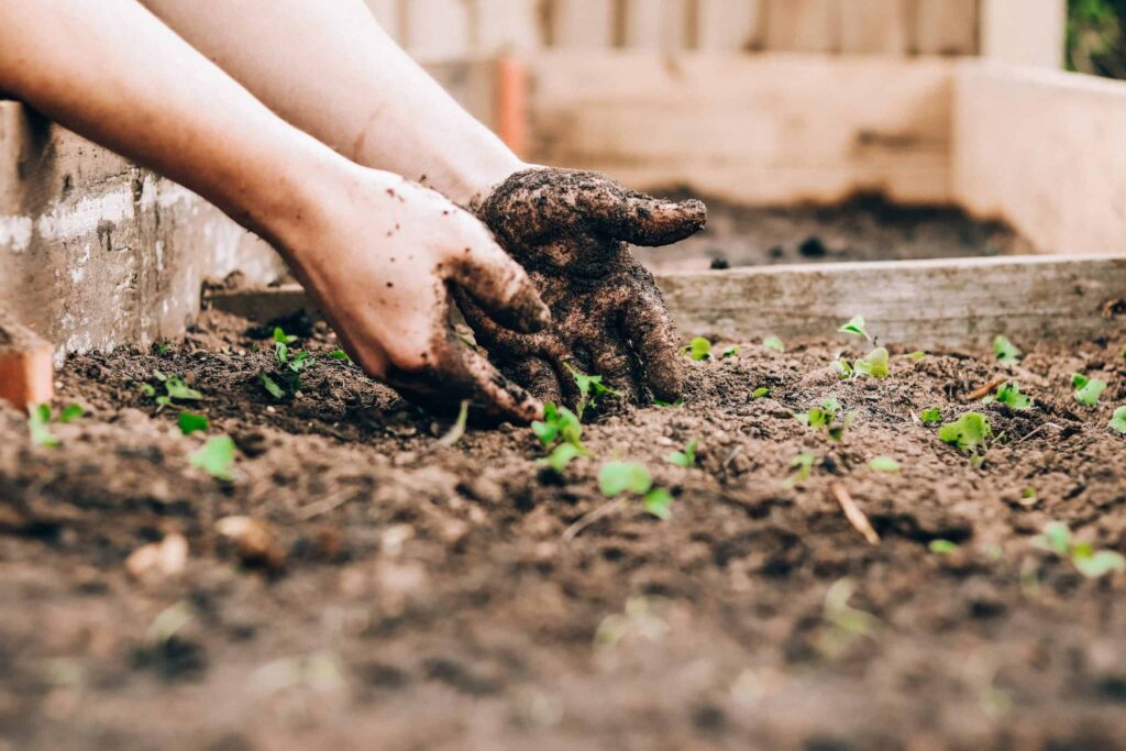 Best Tips for Sustainable Gardening
