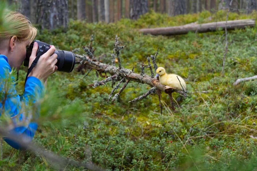One of the things to do in nature includes capturing close-up photographs of wildlife. Here, a person in a blue jacket is taking a close-up shot of a yellow duckling perched on a branch in a forested area.