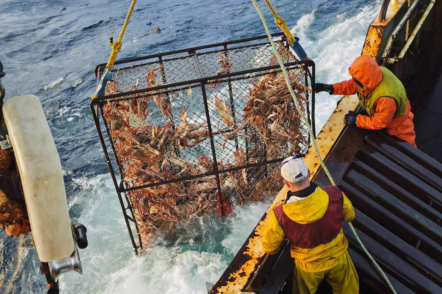 Two workers on a boat handle a large cage filled with crabs that is being lifted from the ocean.