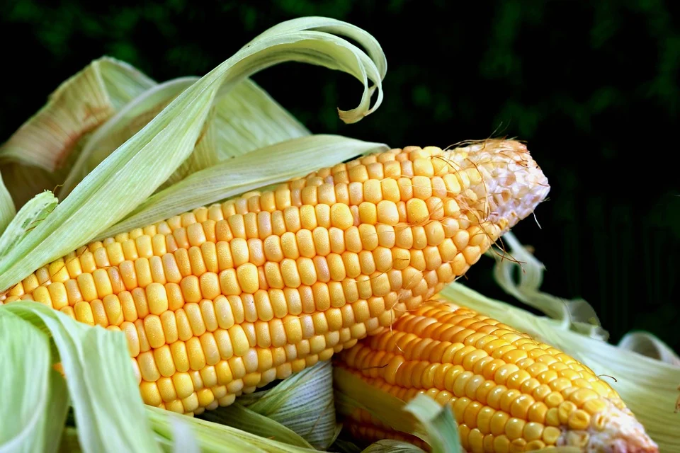 Two ears of yellow corn with green husks partially peeled back.