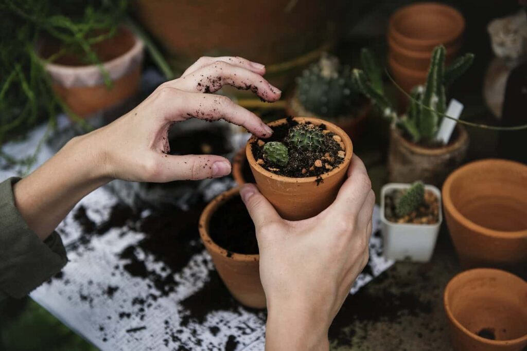 Hands are placing a small cactus into a terracotta pot. Other potted plants are in the background on a newspaper-covered surface with soil scattered around.