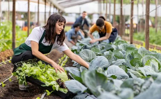 People working in a greenhouse, tending to rows of vegetables including cabbage and leafy greens.