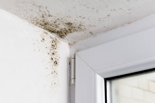 Close-up of mold growth in the corner of a white wall near a window frame.