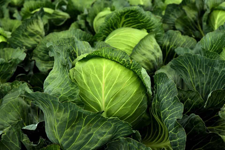 Close-up view of green cabbage heads growing in a field, with large outer leaves surrounding the tightly packed inner layers.