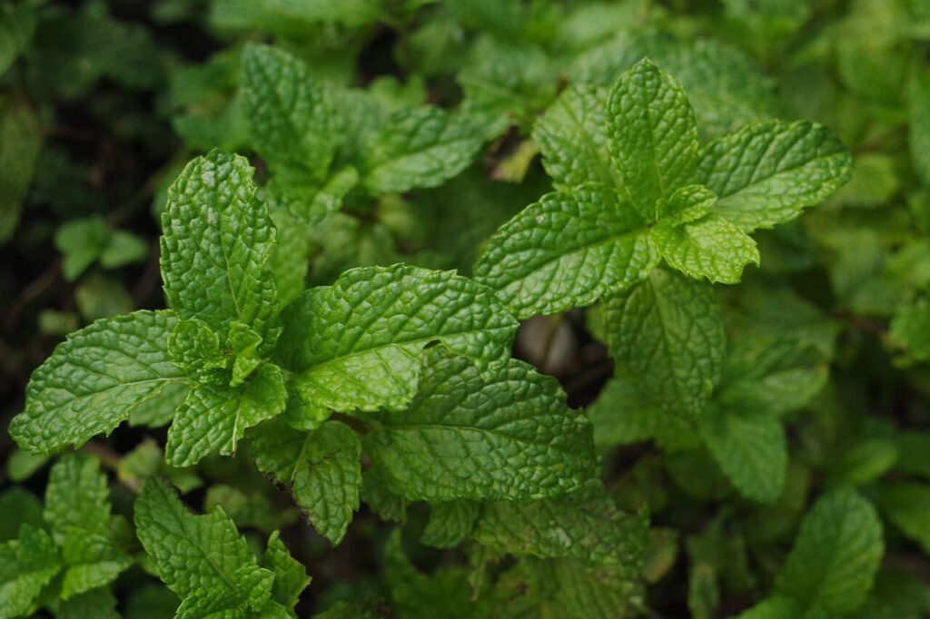 Close-up of a vibrant green mint plant with textured leaves, growing densely in a garden setting.