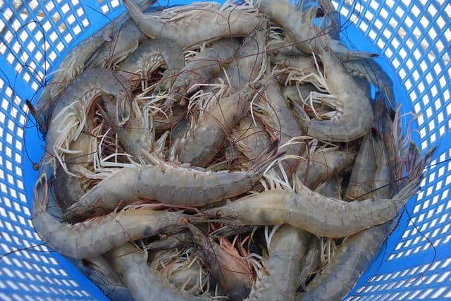 A blue basket filled with numerous raw shrimp.