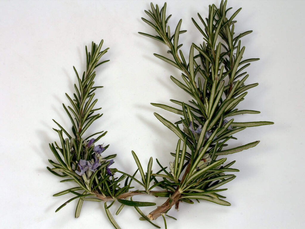 Sprigs of rosemary with green needle-like leaves and small purple flowers on a white background.