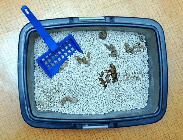 A litter box with used cat litter, including clumps and waste, with a blue scooping tool placed on top.