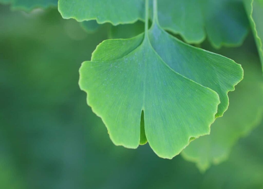 Close-up of a green ginkgo biloba leaf with a distinctive fan shape and subtle veins, set against a blurred green background.
