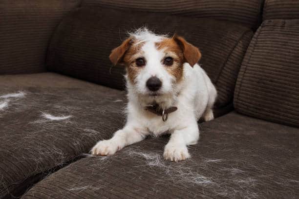 A small dog with brown and white fur is lying on a brown couch covered in loose white fur.