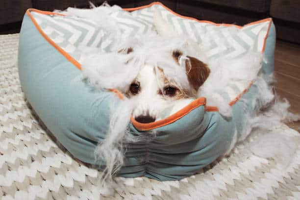 A dog lies in a torn blue and white dog bed, surrounded by stuffing that's scattered around. The dog looks up with only its eyes and nose visible.