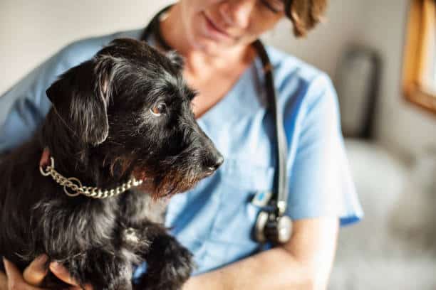 A person in blue scrubs holds a small black dog with a chain collar. The person has a stethoscope around their neck.