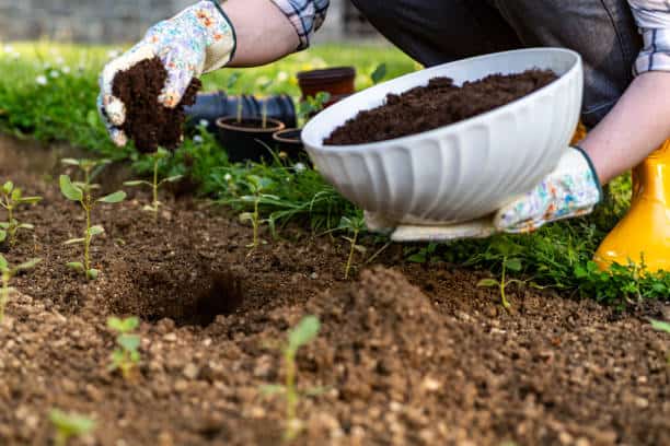 Person wearing gloves adding soil to a garden bed with small plants using a white bowl.