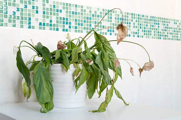 A wilting houseplant with drooping leaves and brown tips in a white pot sits on a white surface, against a tile wall with a green and blue mosaic design.
