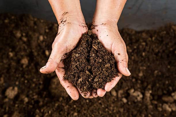 Two hands holding a pile of soil against a background of more soil.