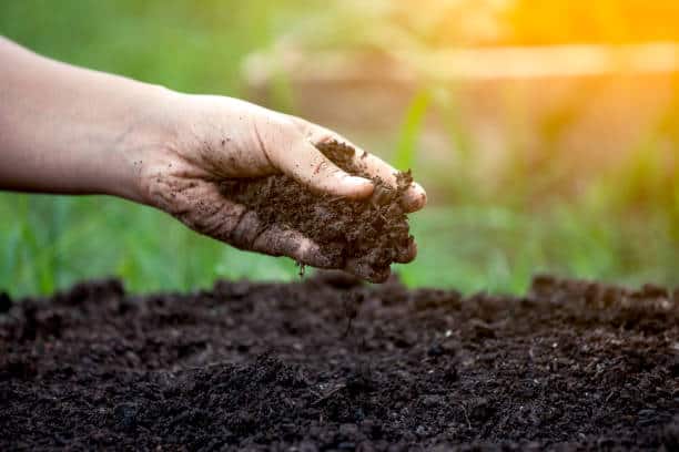 A hand holding dark, moist soil with a garden bed in the background, suggesting gardening or planting activity.