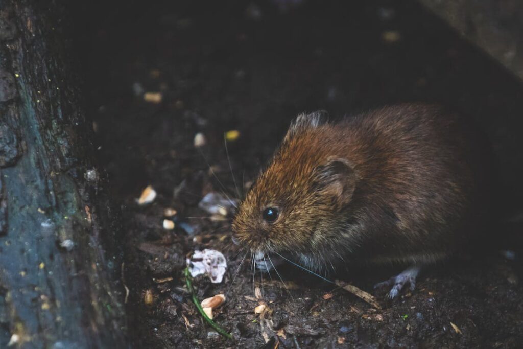 A small brown rodent is seen on the ground near some scattered seeds and organic matter, partially hidden by a log or tree trunk.