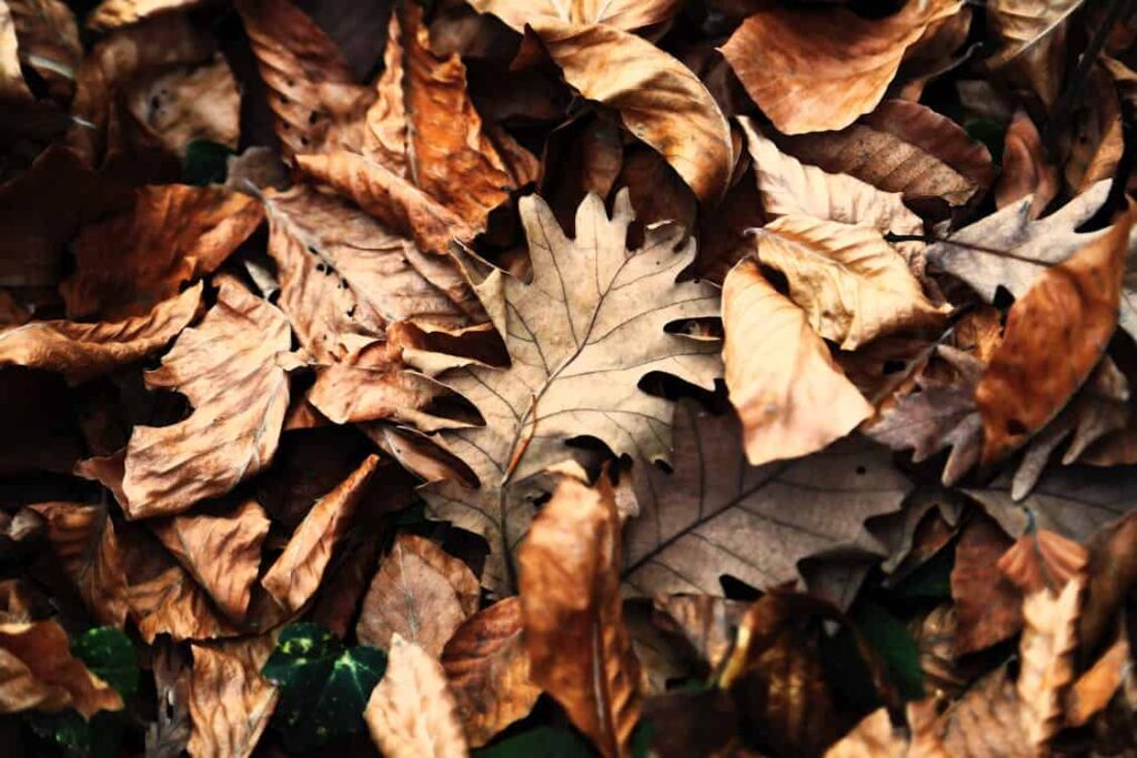 A pile of dried, brown leaves lying on the ground, showcasing various textures and shades, with some green foliage partially visible underneath.