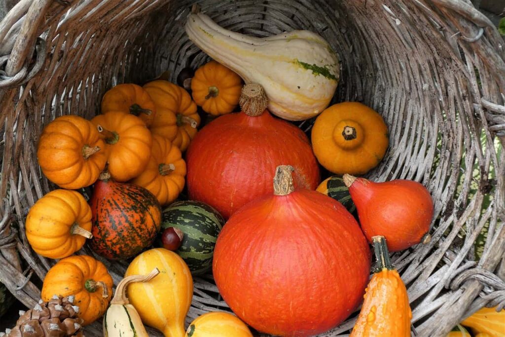 A wicker basket filled with various pumpkins and gourds, including orange, green, and yellow varieties, arranged closely together.