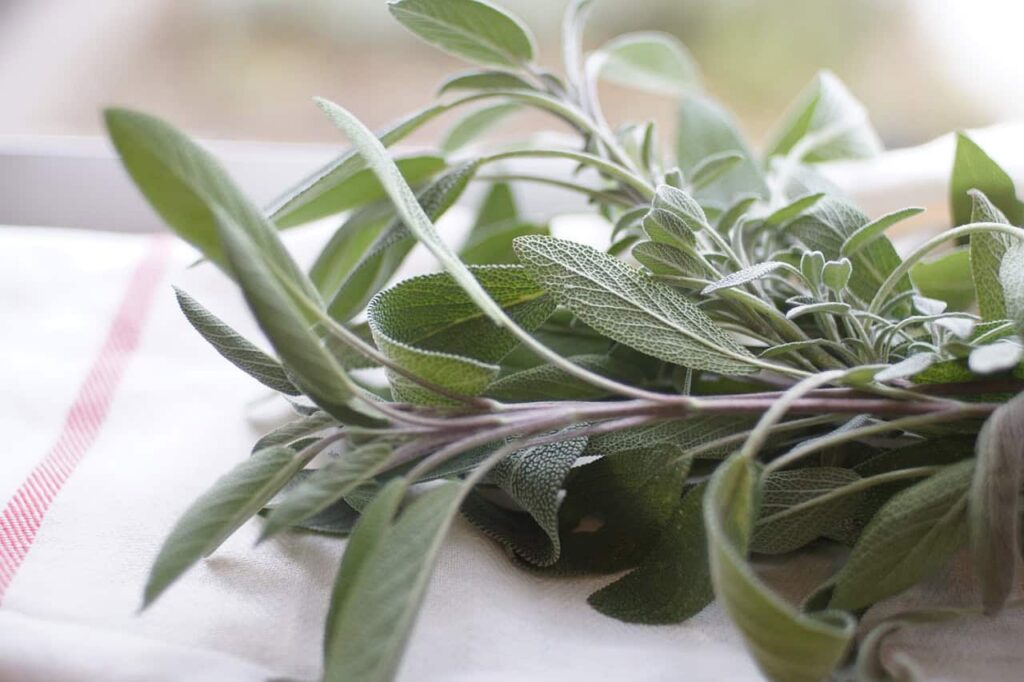 A bundle of fresh sage leaves on a white cloth with a red stripe.