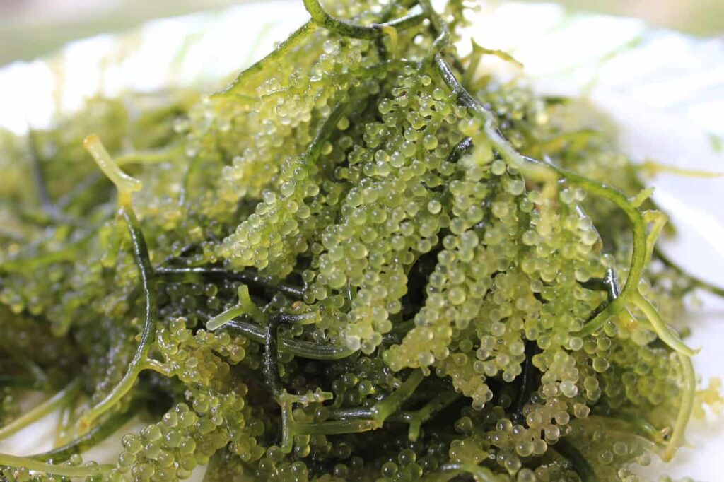 Close-up of green sea grapes, also known as umi-budou, with small, round bubbles on a white plate.