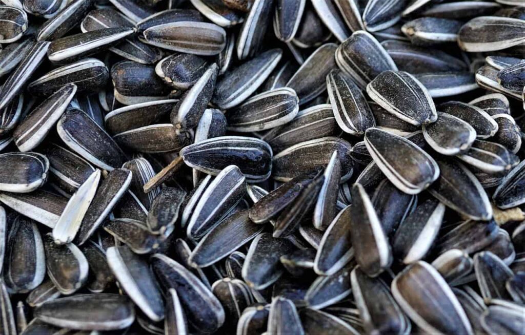 Close-up of numerous striped sunflower seeds in varying shades of black and gray.