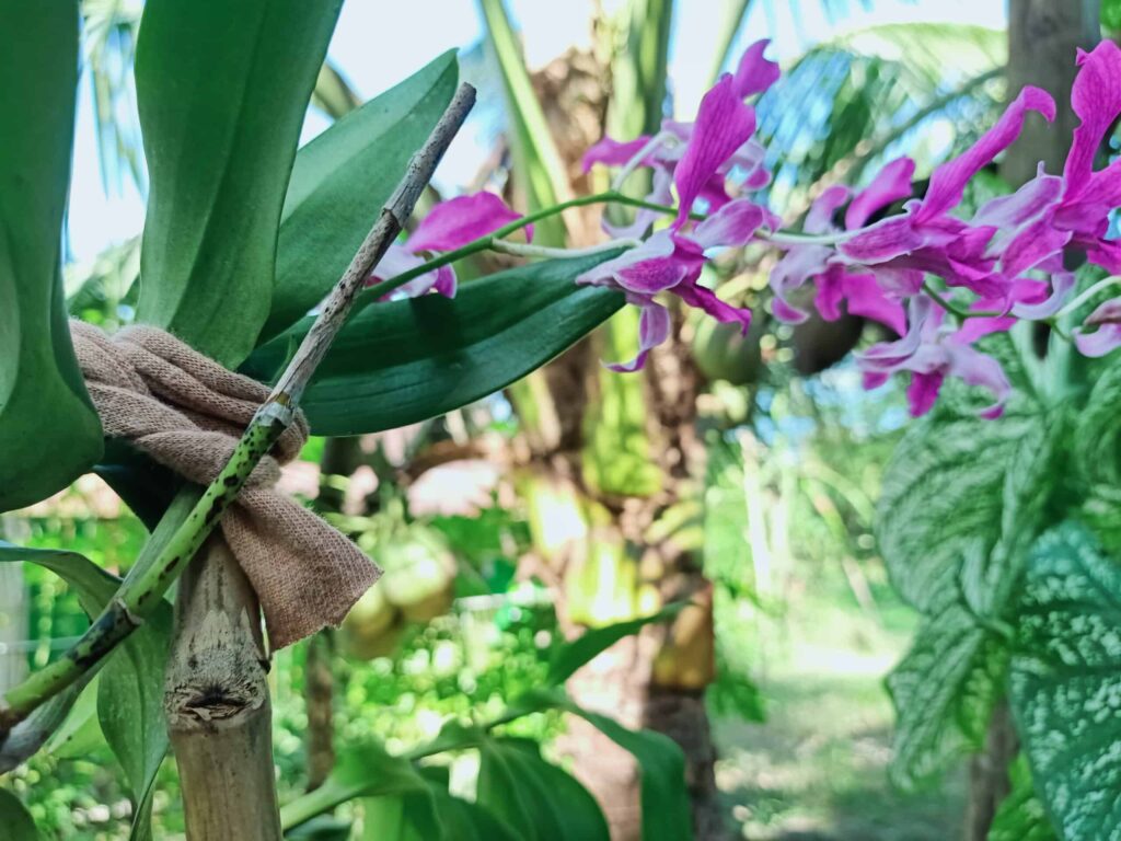 Pink orchid in focus, tied to a support with fabric, surrounded by lush green leaves.