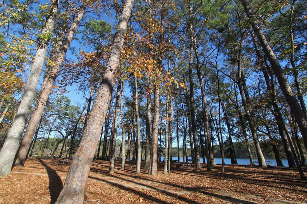 A forest area in autumn with tall trees, scattered leaves on the ground, and a glimpse of a lake in the background under a clear blue sky.