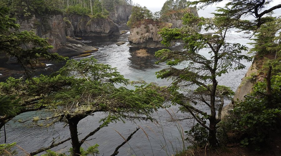 Coastal landscape with rocky cliffs, dense evergreen trees, and a calm body of water.