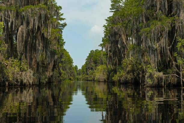 A serene waterway lined with tall cypress trees draped in Spanish moss reflects the green foliage and blue sky.