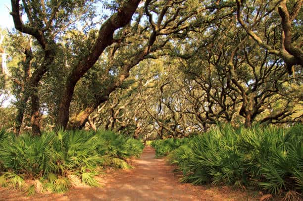 A dirt path winds through a forest with tall, twisted trees and lush green foliage on either side, leading into a densely wooded area.