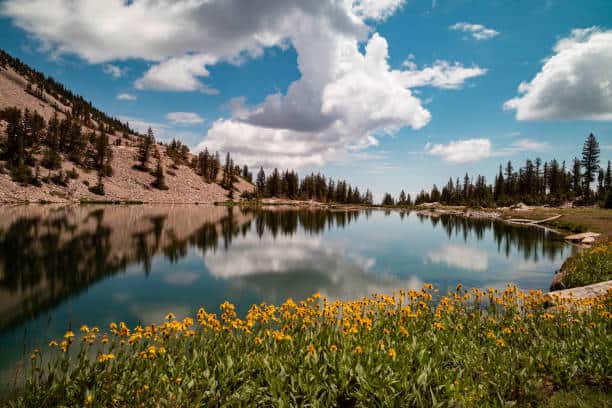 Mountain lake with a reflection of clouds. Surrounded by pine trees and blooming yellow flowers in the foreground.