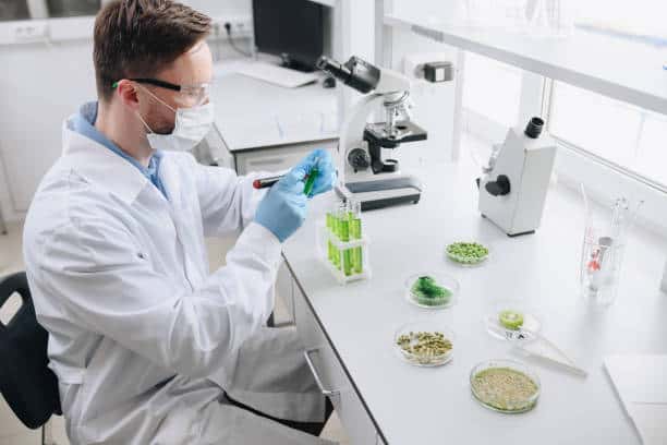 A scientist in a lab coat and mask works with samples beside a microscope and petri dishes containing green substances.